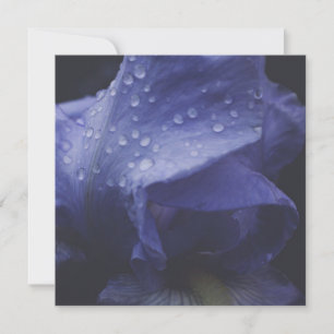 Blume der lila Rose Karte