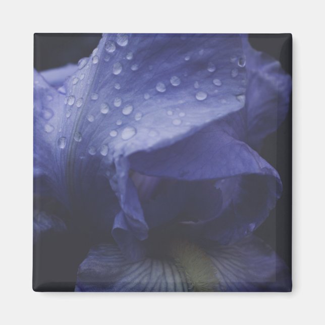 Blume der lila Rose Magnet (Vorne)