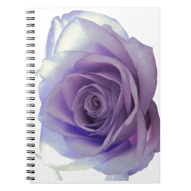 Blume der lila Rose Notizblock (Vorderseite)