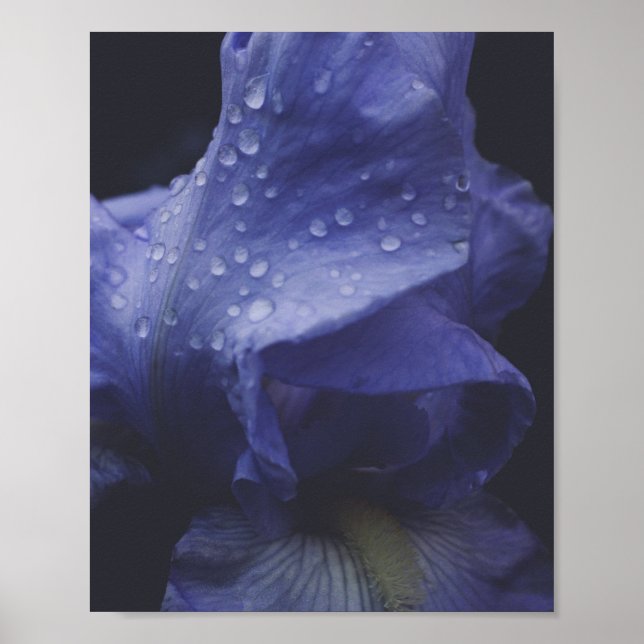 Blume der lila Rose Poster (Vorne)