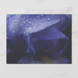 Blume der lila Rose Postkarte