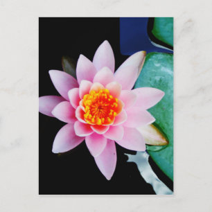 Blume der Lilie (Pink und Orange) Postkarte