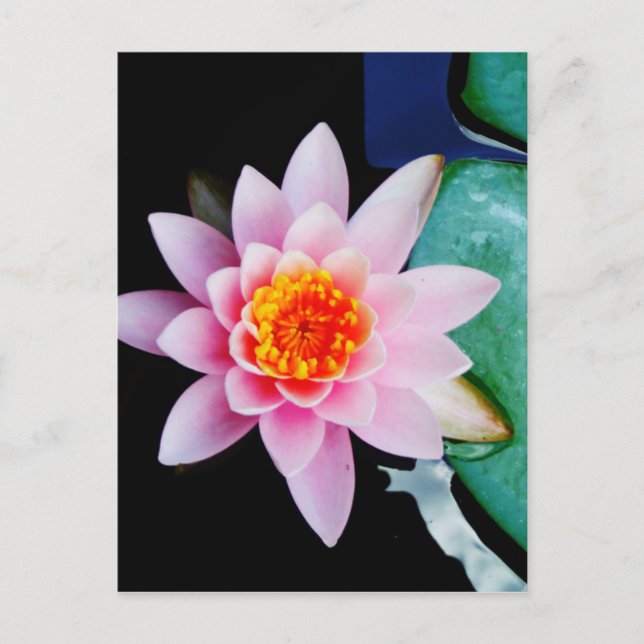Blume der Lilie (Pink und Orange) Postkarte (Vorderseite)