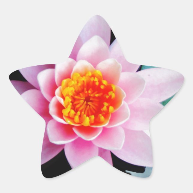 Blume der Lilie (Pink und Orange) Stern-Aufkleber (Vorderseite)