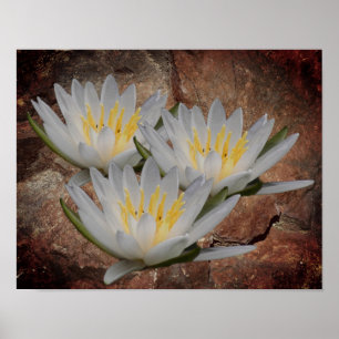 Blume der Lotus-Wasserlilie auf Steinen Poster