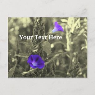 Blume der Morning Glories - individuell anpassbare Postkarte
