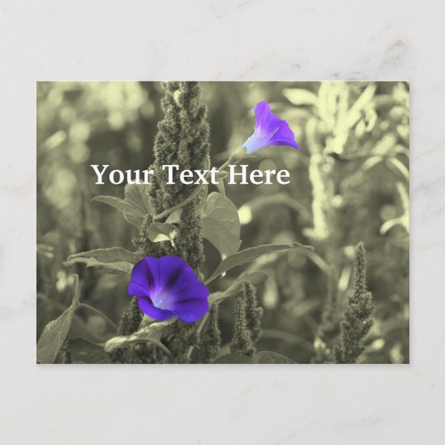 Blume der Morning Glories - individuell anpassbare Postkarte (Vorderseite)