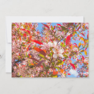 Blume der Natur blühen Sonnenlicht Einladung