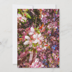 Blume der Natur blühen Sonnenlicht Einladung