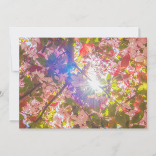 Blume der Natur blühen Sonnenlicht Einladung
