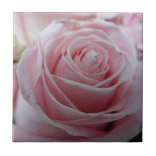 Blume der niedlichen Rose Fliese
