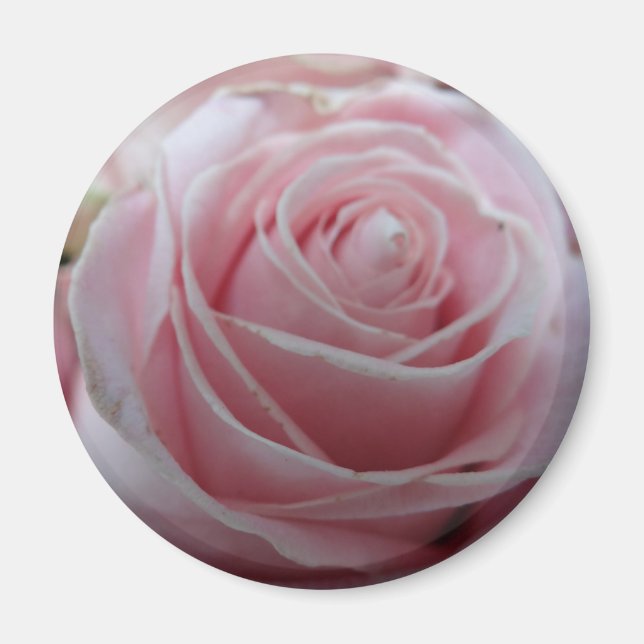 Blume der niedlichen Rose Magnet (Vorne)