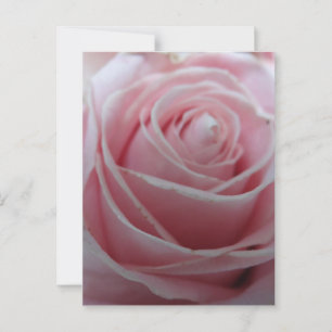 Blume der niedlichen Rose Postkarte