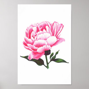 Blume der Peony Illustration Pen Zeichnend Poster