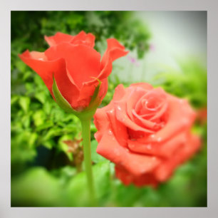 Blume der romantischen Rose Poster
