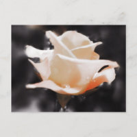 Blume der romantischen Rose