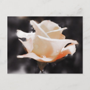 Blume der romantischen Rose Postkarte