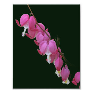 Blume der rosa blutenden Herzen 8x10 Fotodruck