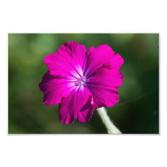 Blume der Rose Fotodruck (Vorne)