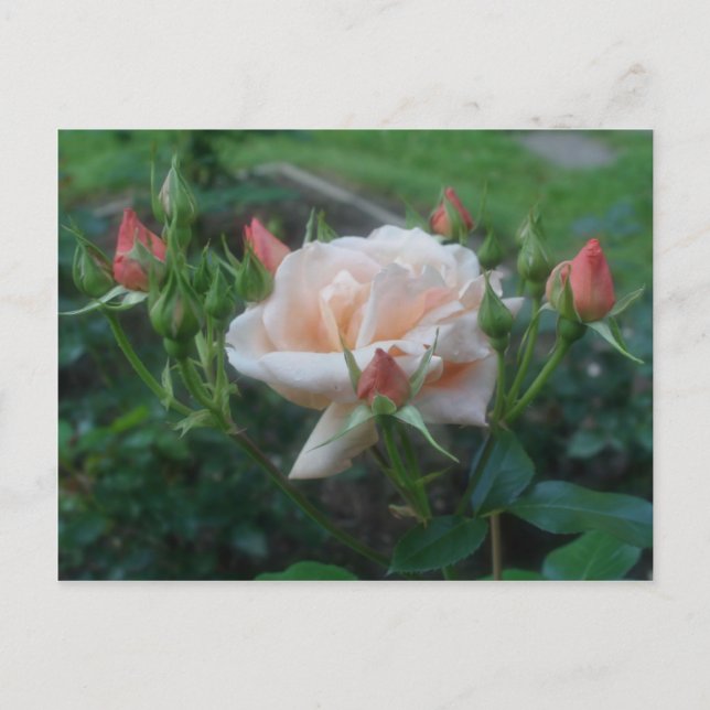 Blume der Rose Postkarte (Vorderseite)