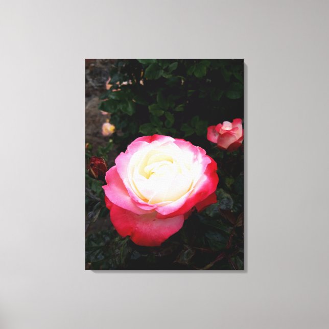 Blume der Rose, Rosa Rosa Leinwanddruck (Vorderseite)