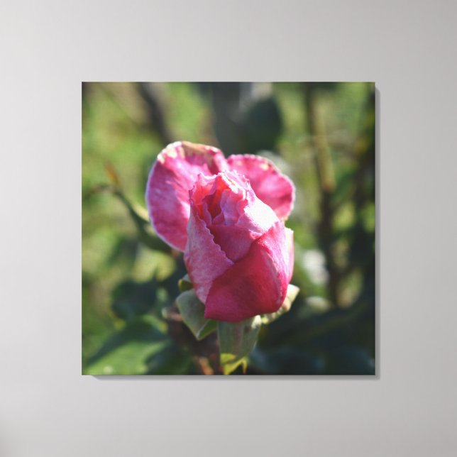 Blume der Rose, Rosa Rosa Leinwanddruck (Vorderseite)
