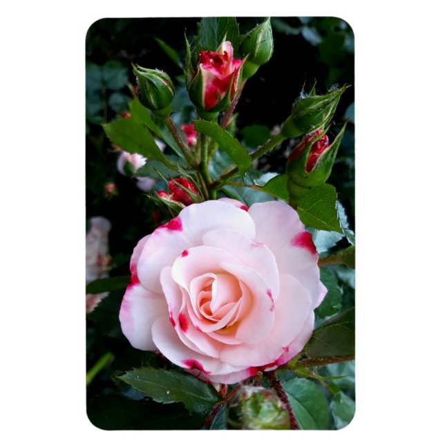 Blume der Rose, Rosa Rosa Magnet (Vertikal)