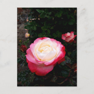 Blume der Rose, Rosa Rosa Postkarte