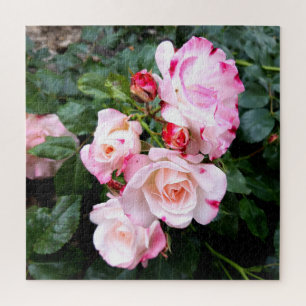 Blume der Rose, Rosa Rosa Puzzle