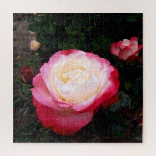 Blume der Rose, Rosa Rosa Puzzle