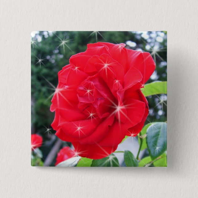 Blume der rote Rose mit Sternen Button (Vorderseite)