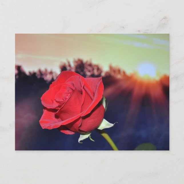 Blume der rote Rose Postkarte (Vorderseite)