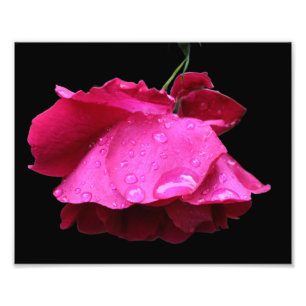 Blume der rote Rose und Ränder 8x10 Fotodruck