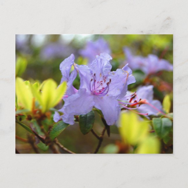 Blume der schottischen Highlands Postkarte (Vorderseite)