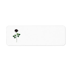 Blume der schwarzen Rose