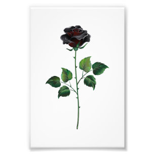 Blume der schwarzen Rose Fotodruck