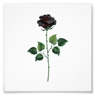 Blume der schwarzen Rose Fotodruck
