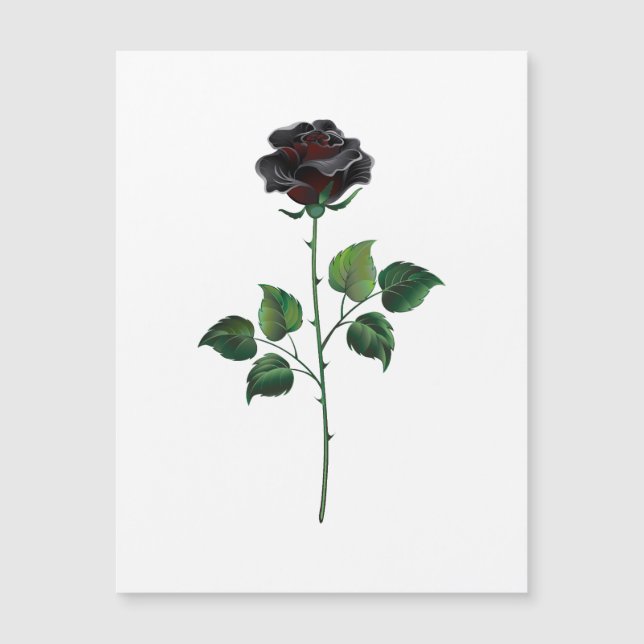 Blume der schwarzen Rose Magnetkarte (Vorderseite)