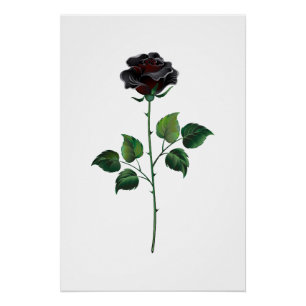 Blume der schwarzen Rose Poster