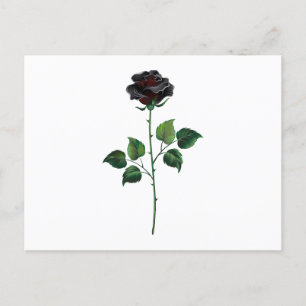 Blume der schwarzen Rose Postkarte