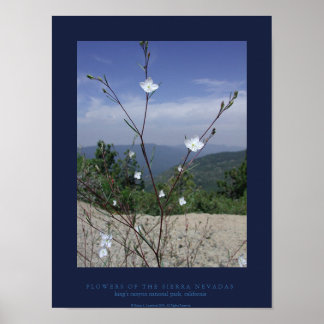 Blume der Sierra Nevadas Poster