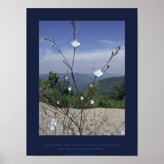 Blume der Sierra Nevadas Poster (Vorne)