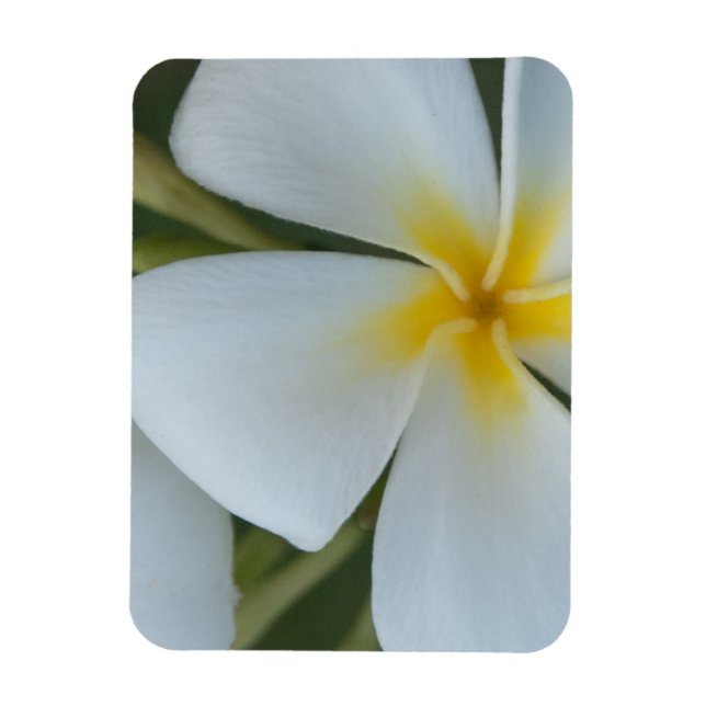 Blume der tropischen Plumeria aus Fidschi Magnet (Vertikal)