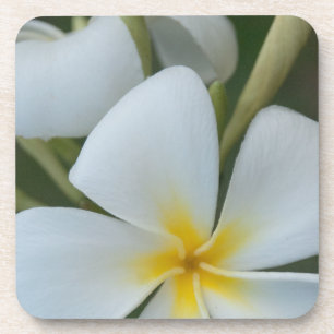 Blume der tropischen Plumeria aus Fidschi Untersetzer