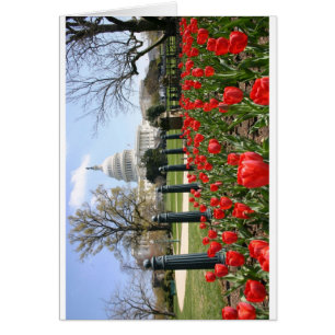 BLUME der US-Hauptstadt im Frühjahr