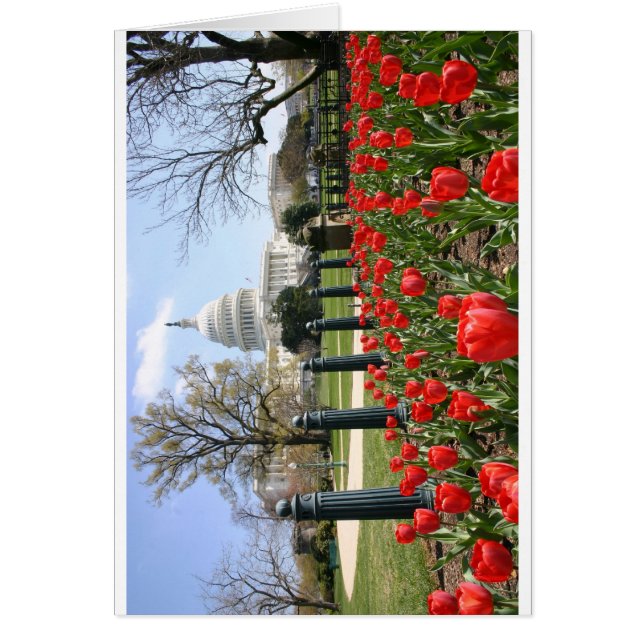 BLUME der US-Hauptstadt im Frühjahr (Vorne)