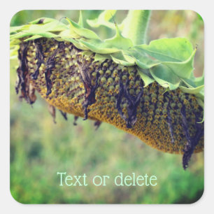 Blume der verblichenen Sonnenblumen Personalisiert Quadratischer Aufkleber