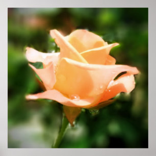 Blume der Vintagen Rose Poster