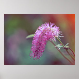 Blume der Violettwiese Poster