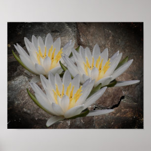 Blume der Wasserlilie Lotus auf Steinen Poster